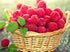 Berries Basket Diamond Painting Kit